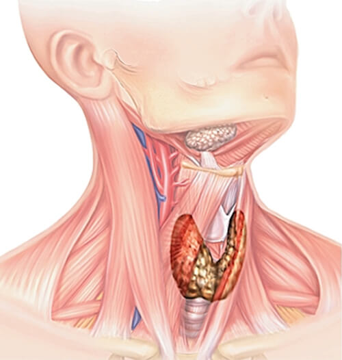 Влияние щитовидной железы на работу организма